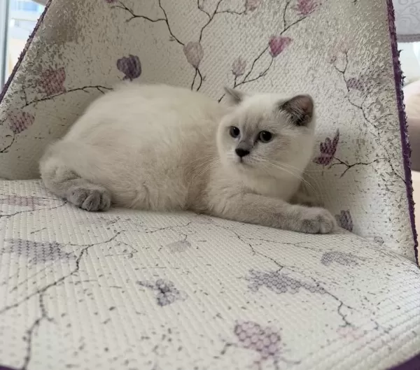 Bal Küpü Tatli Scottish Fold