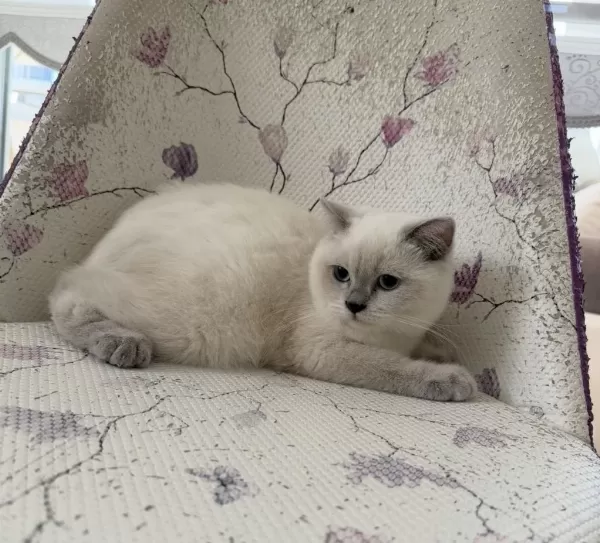 Bal Küpü Tatli Scottish Fold