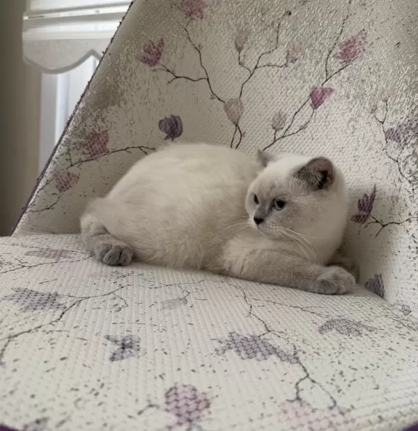 Bal Küpü Tatli Scottish Fold