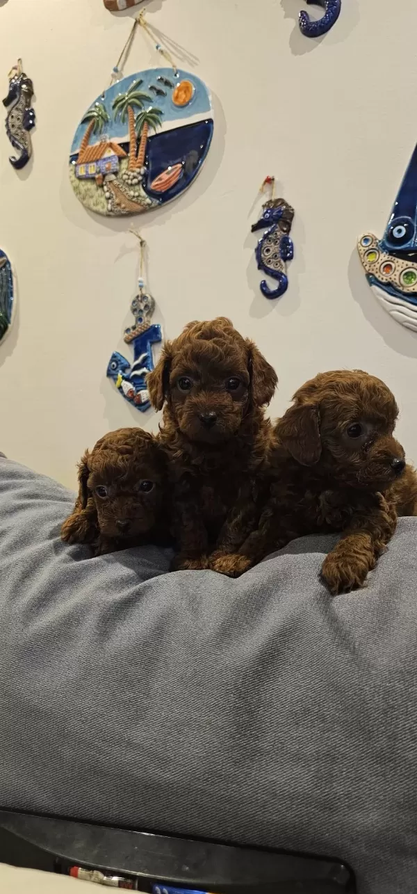 Kore Poodle Bebekler