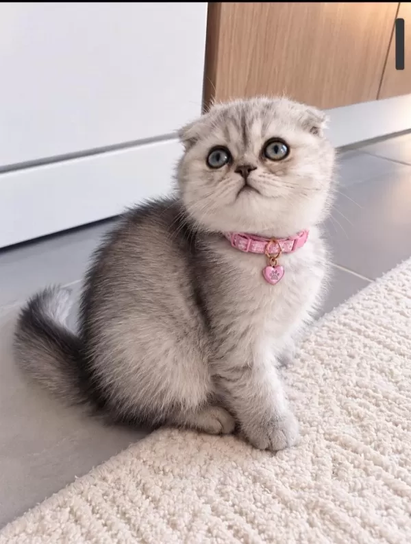 50 Günlük Scottish Longhair