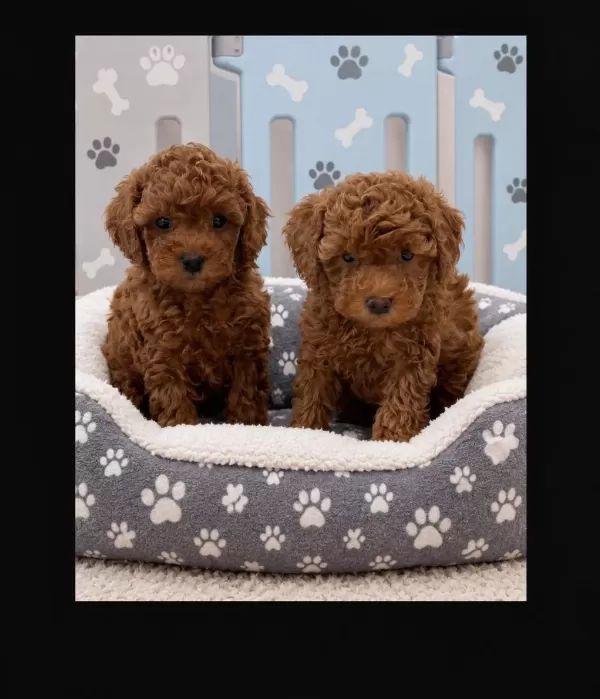Orjinal Ev Üretimi Sağlık Garantili Toy Poodle