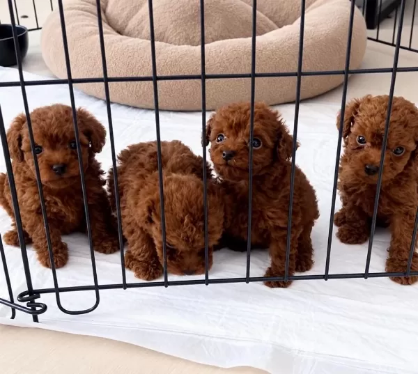 Wc Eğitimli Ev Üretimi Orjinal Toy Poodle