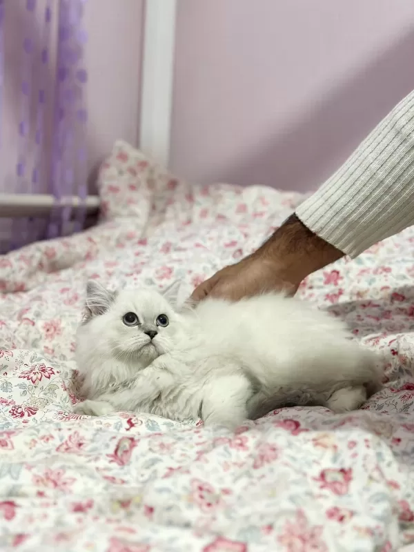 Aşili Orjinal British Bebeklerimiz