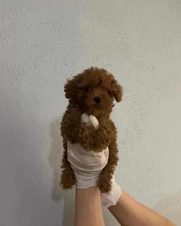 Orjinal Wc Eğitimli Toy Poodle