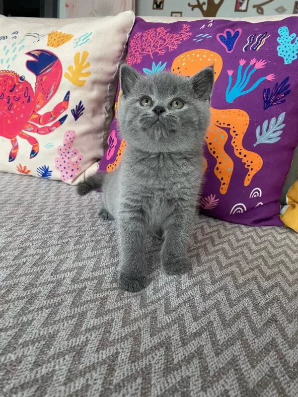 Lilac Renk Ve Gri Renk Ayı Kafa British Shorthair Bebekler