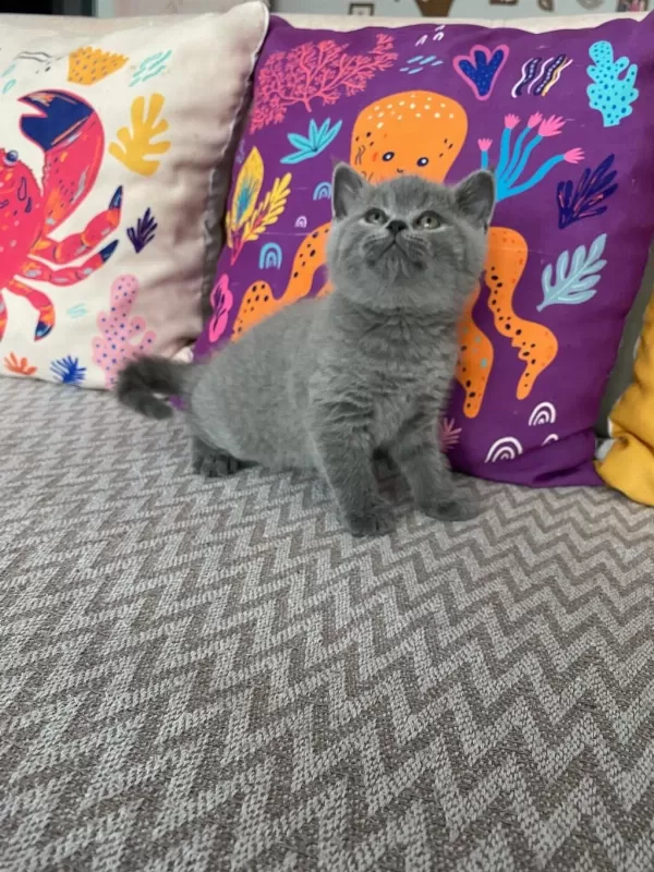 Lilac Renk Ve Gri Renk Ayı Kafa British Shorthair Bebekler