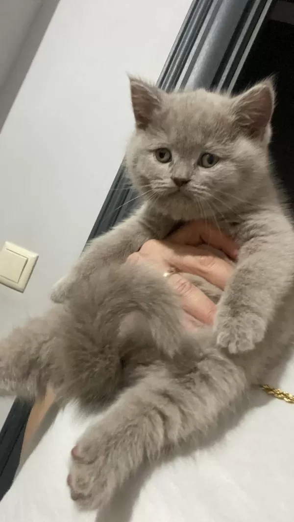 Lilac Renk Ve Gri Renk Ayı Kafa British Shorthair Bebekler