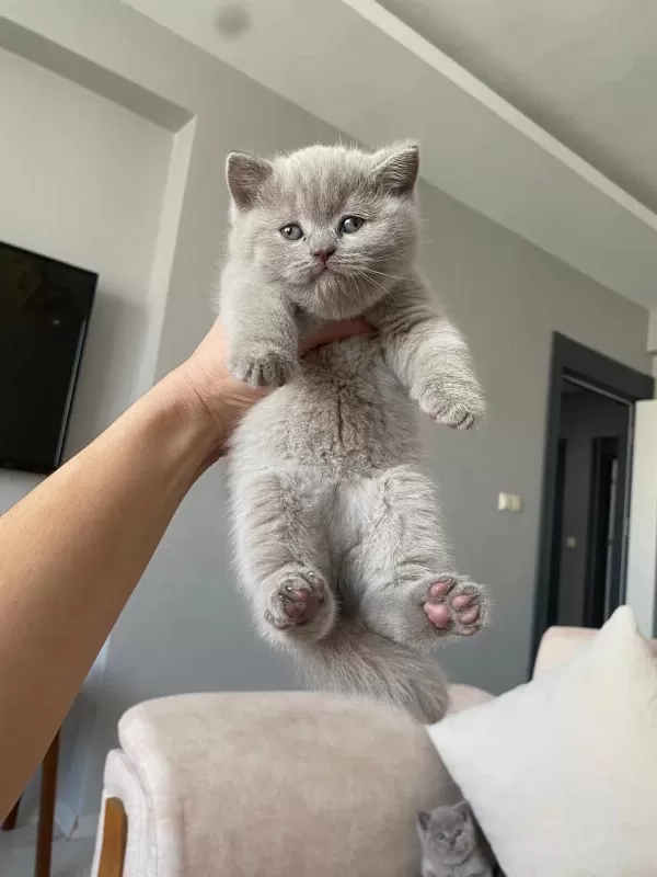 Lilac Renk Ve Gri Renk Ayı Kafa British Shorthair Bebekler