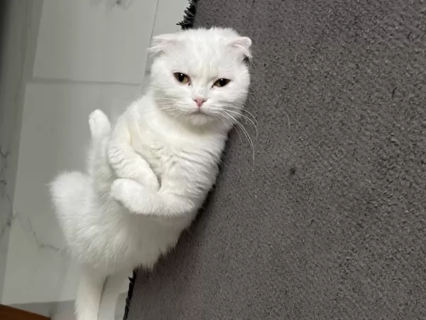 Dişi 1,5 Yaşında Bakımlı Aşıları Tam Scottish Fold