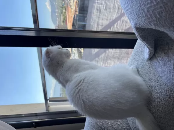 Dişi 1,5 Yaşında Bakımlı Aşıları Tam Scottish Fold
