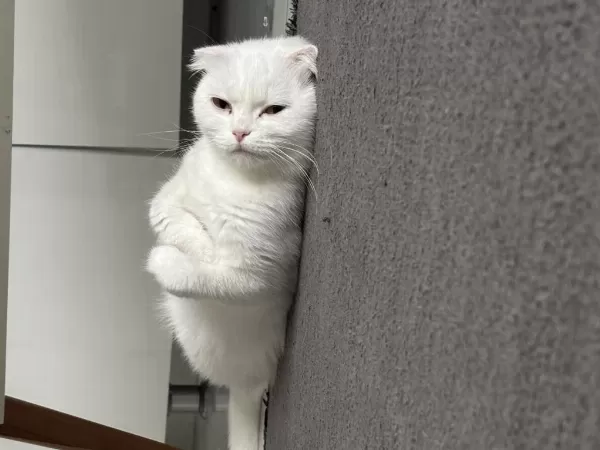 Dişi 1,5 Yaşında Bakımlı Aşıları Tam Scottish Fold