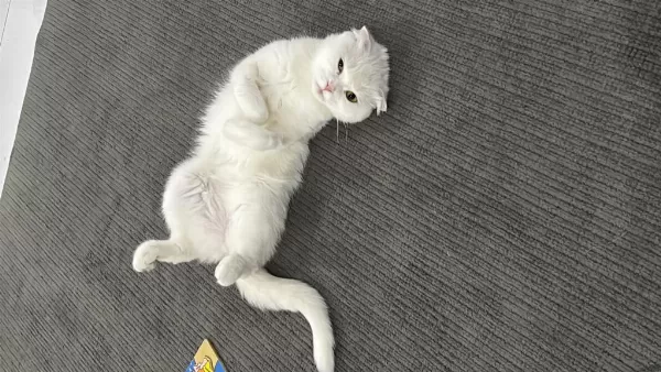 Dişi 1,5 Yaşında Bakımlı Aşıları Tam Scottish Fold