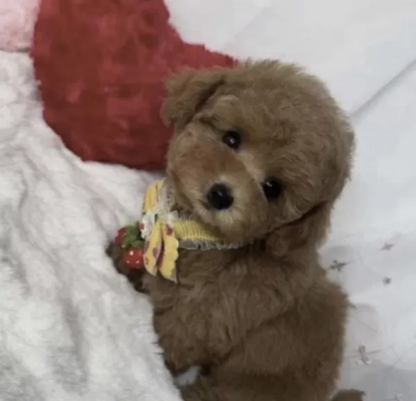 Harika Toy Poodle Minyatür