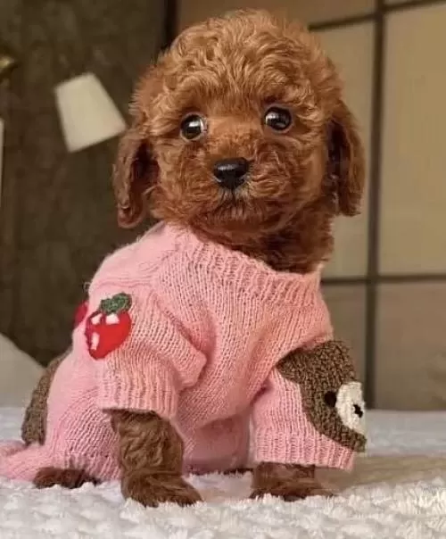 Sağlıklı Toy Poodle Minyatür