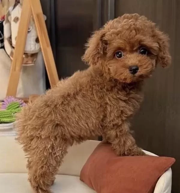 Sağlıklı Toy Poodle Minyatür