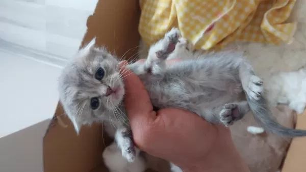 Uyguna Verilecek Scottish Fold