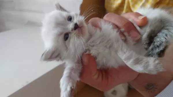 Uyguna Verilecek Scottish Fold