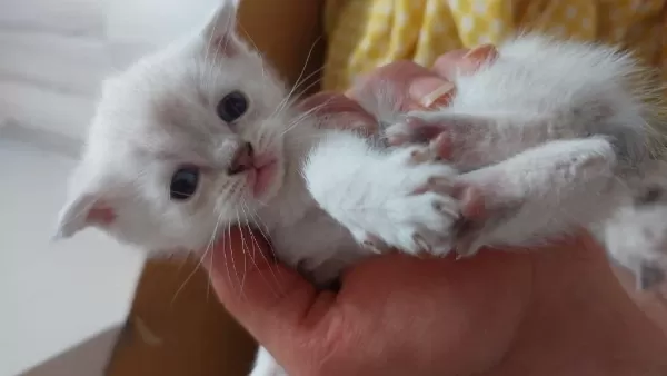 Uyguna Verilecek Scottish Fold