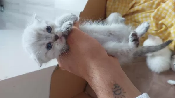 Uyguna Verilecek Scottish Fold