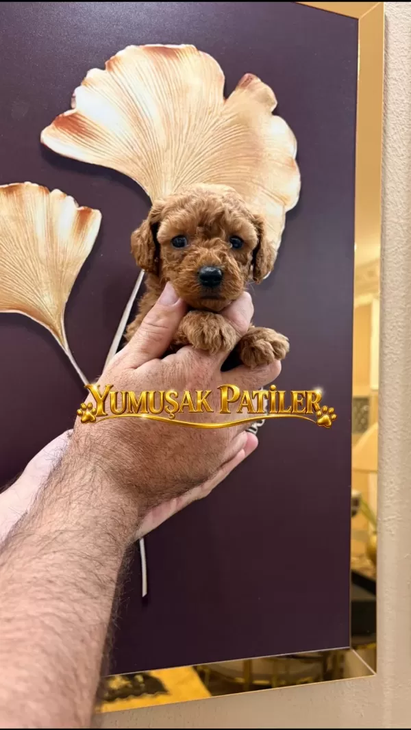 Toy Poodle Dişi Erkek