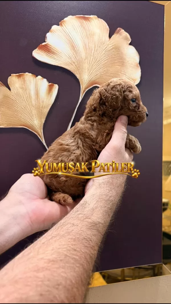 Toy Poodle Dişi Erkek