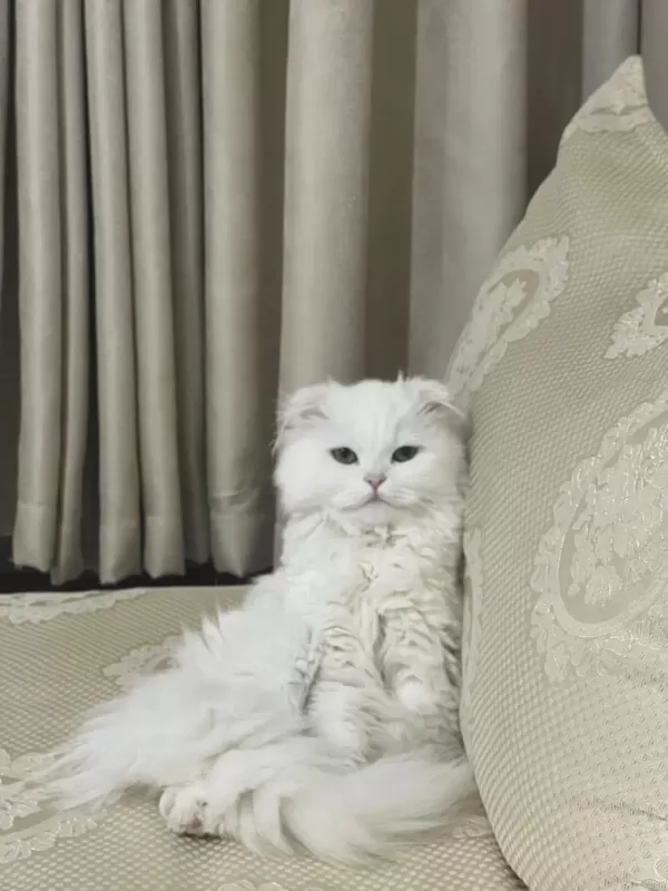 1 Yaşında Evde Bebek Gibi Bakılmış Kedimiz