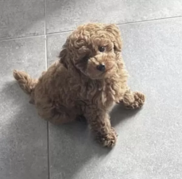 Sağlıklı Sağlikli Toy Poodle
