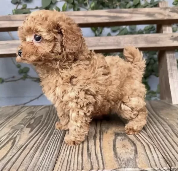 Sağlıklı Yavru Toy Poodle