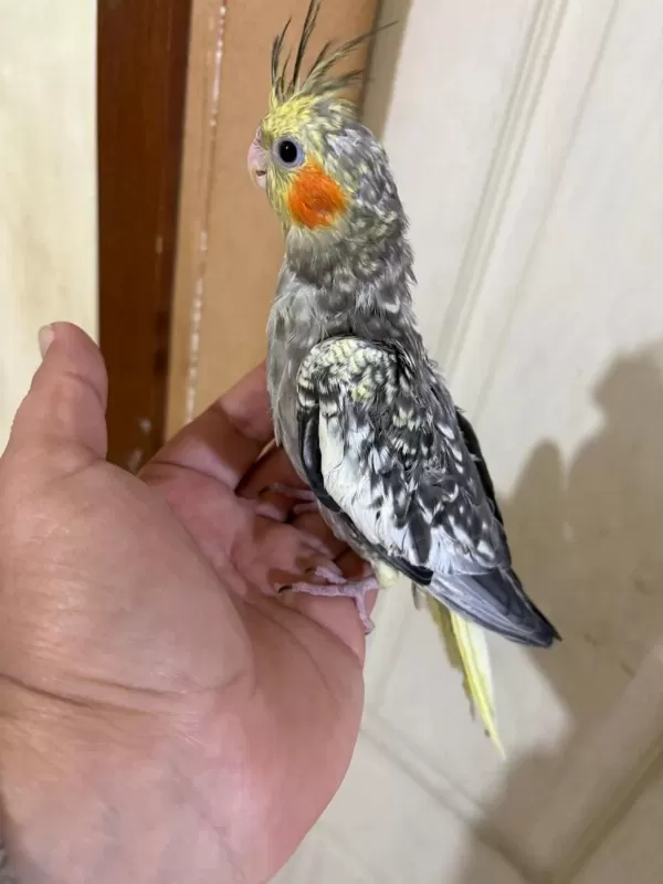 50 Günlük Harika Sultan Papağani Bebek
