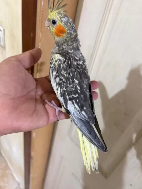 50 Günlük Harika Sultan Papağani Bebek