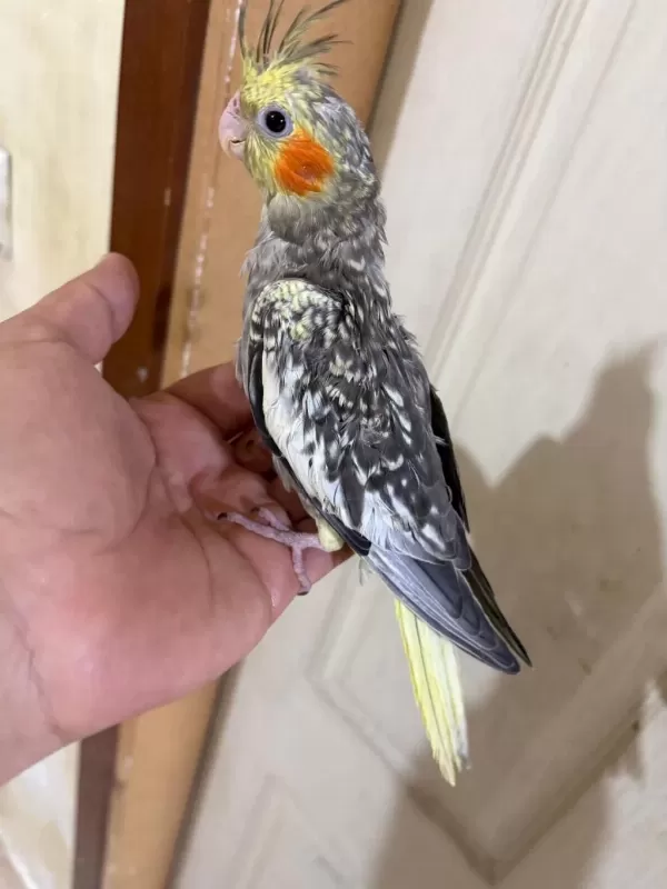 50 Günlük Harika Sultan Papağani Bebek