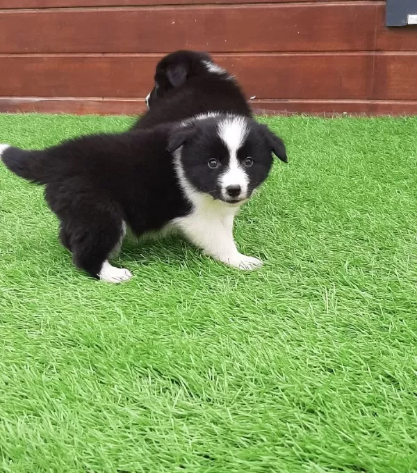 Çekmeköy De Karakteri Sağlam Border Collie Akıllı Bıcırıklar