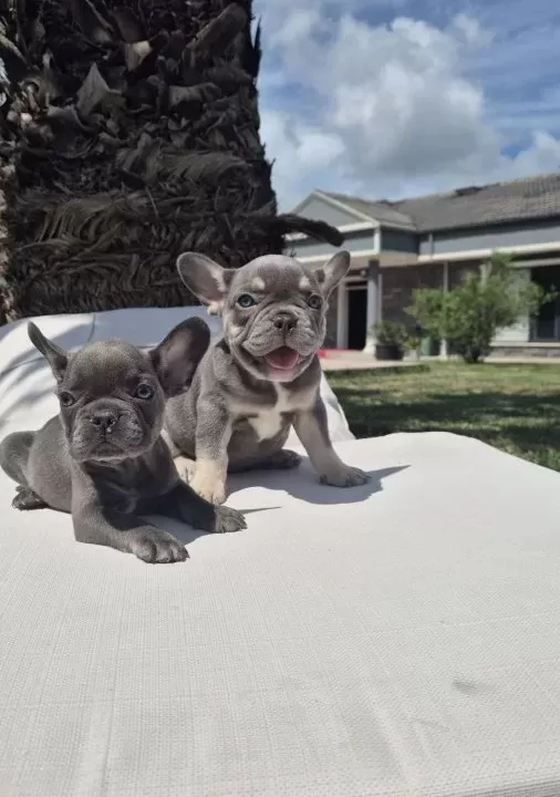 Ruhsatli̇ Çi̇fli̇kten French Bulldog Yavrulari İstanbul