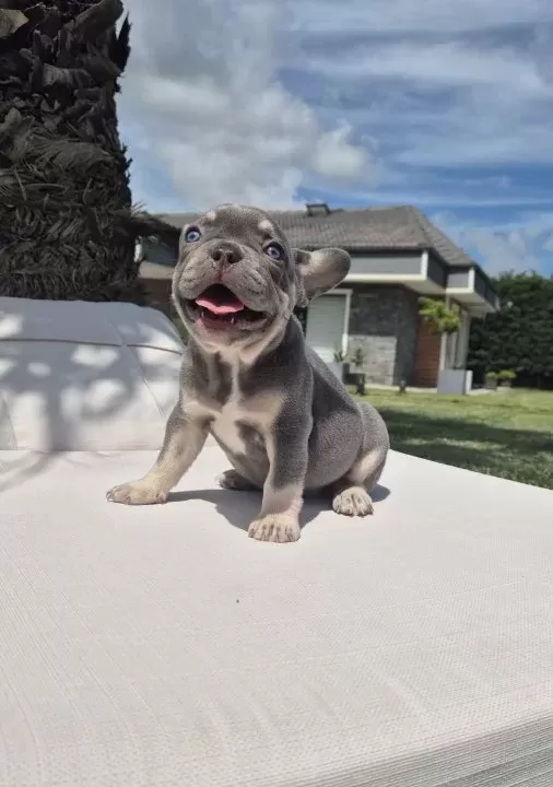 Ruhsatli̇ Çi̇fli̇kten French Bulldog Yavrulari İstanbul