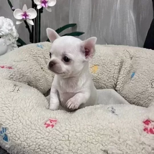 Rus Kan Micro Teacup Muhteşem Anatomi Yavrular
