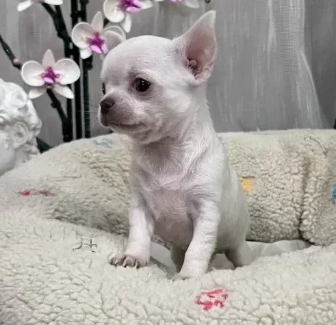 Rus Kan Micro Teacup Muhteşem Anatomi Yavrular