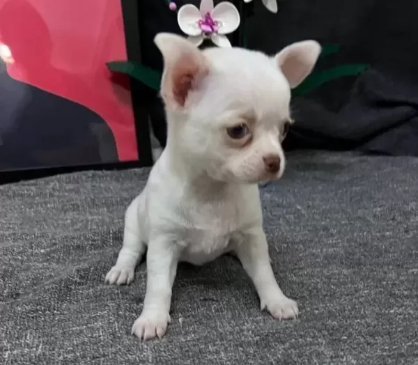 Rus Kan Micro Teacup Muhteşem Anatomi Yavrular