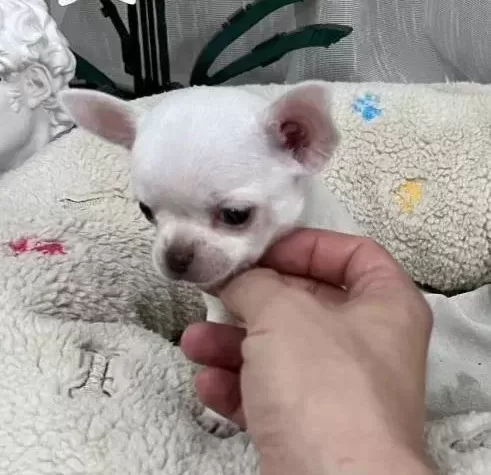 Rus Kan Micro Teacup Muhteşem Anatomi Yavrular