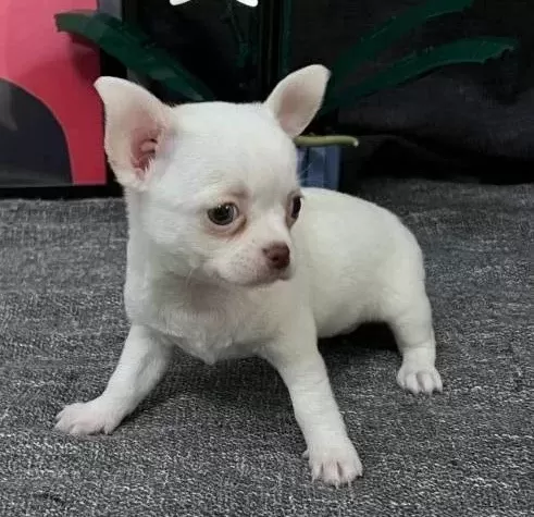 Rus Kan Micro Teacup Muhteşem Anatomi Yavrular