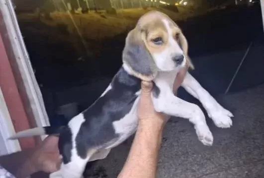 Saf Kan Elizabeth Beagle