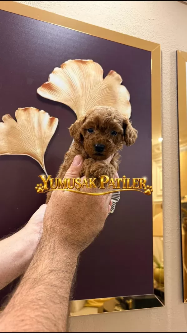 Sevimli İrk Red Toy Poodle