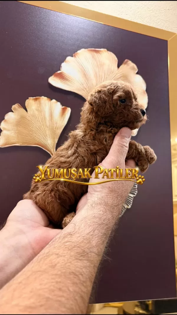 Sevimli İrk Red Toy Poodle