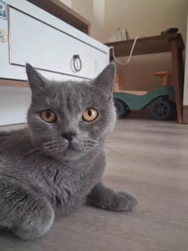 Dişi British Shorthair