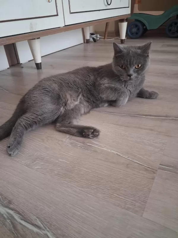 Dişi British Shorthair
