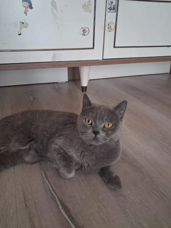Dişi British Shorthair