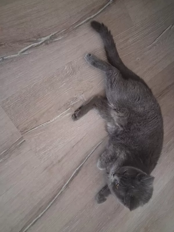 Dişi British Shorthair