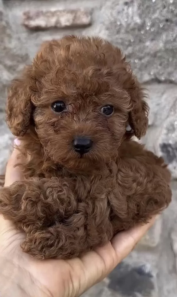 Toy Poodle Yavru Köpeğimiz