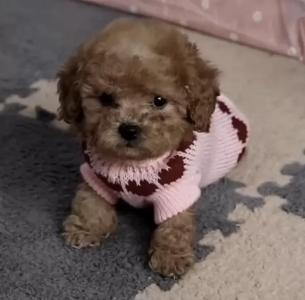 Harika Toy Poodle Köpeği