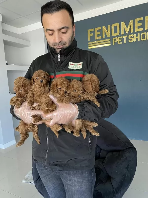 Safkan Ret Brown Toy Poodle Yavrulari Ankara